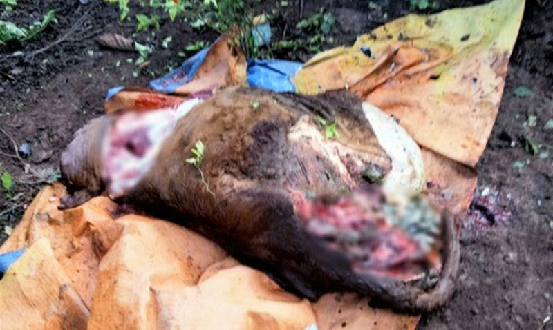 Trộm cắt bốn chân của bò nhà ông Sự.