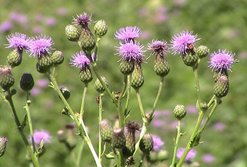 Cây cỏ kế đồng. Ảnh: Invasive.org.