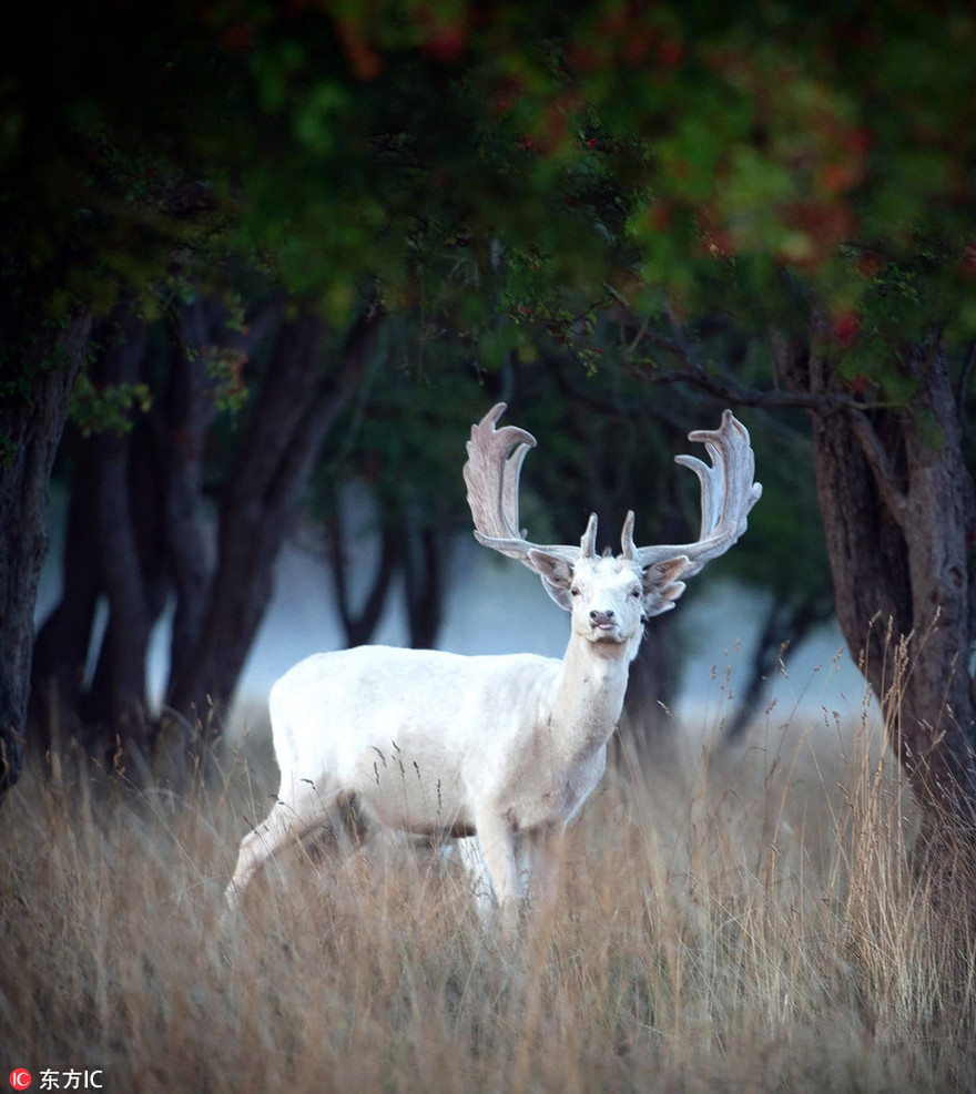 Xuất hiện nai trắng thần thoại vô cùng quý hiếm