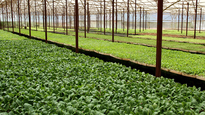 Rau trong nhà kính của HTX Anh Đào