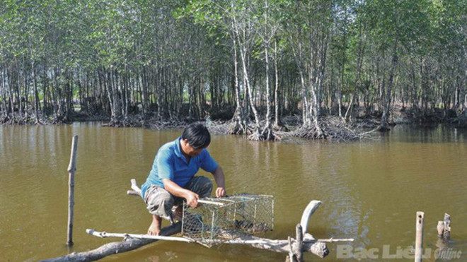 Nuôi tôm trồng rừng. Ảnh: Ngọc Huyền