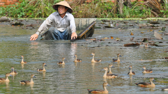 Ông Lê Văn Lắm người đưa le le về nuôi ngay giữa TP Rạch Giá