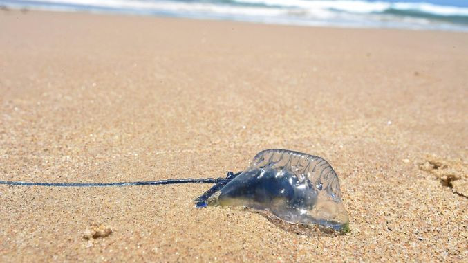 Một sinh vật có tên địa phương là Bluebottles. Ảnh: Twitter.