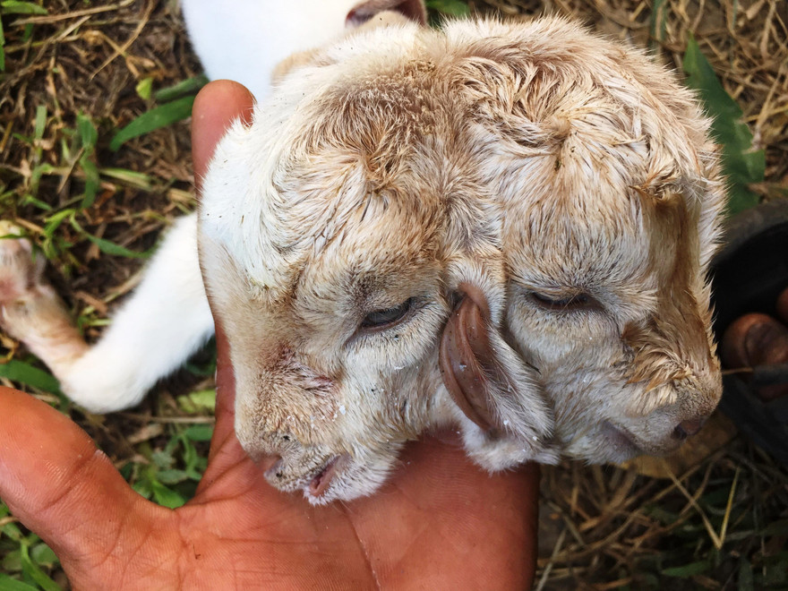 Hai đầu của dê con dính vào nhau ở phần thân đầu