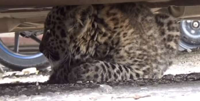 Một con báo tuyết nằm trong gầm một chiếc ô tô nằm trong bãi đậu.