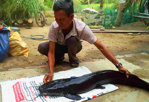Con cá trê nặng 12 kg do ông Cơi bắt được. Ảnh: Văn Bình.