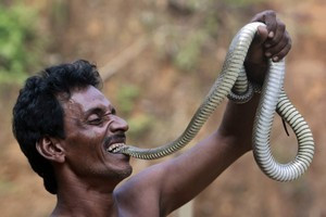 Khả năng tay không bắt rắn của bộ tộc