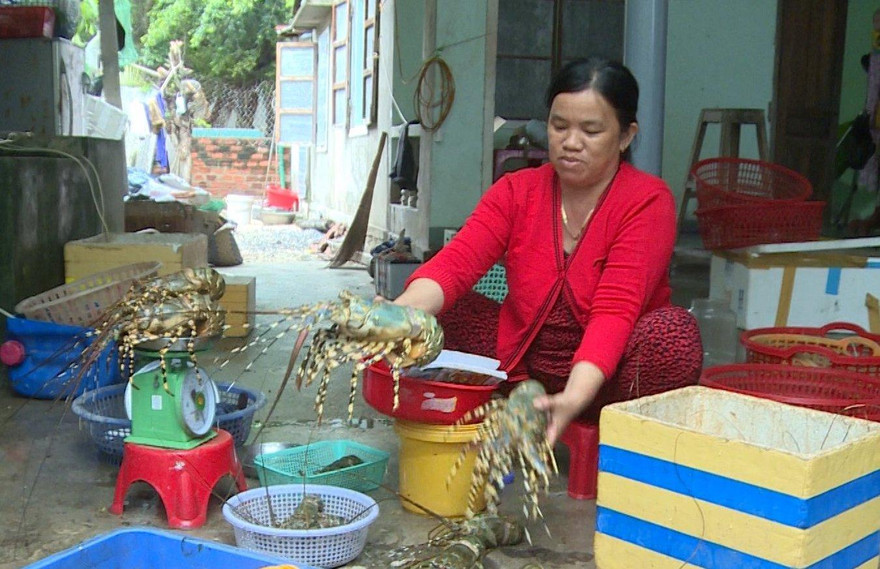 Tôm hùm nhà bà Thoa chết hàng loạt nên phải bán giá rẻ. Ảnh L.H