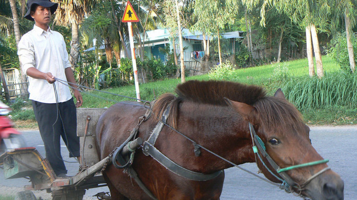 Còn đây nhạc ngựa miền Tây 