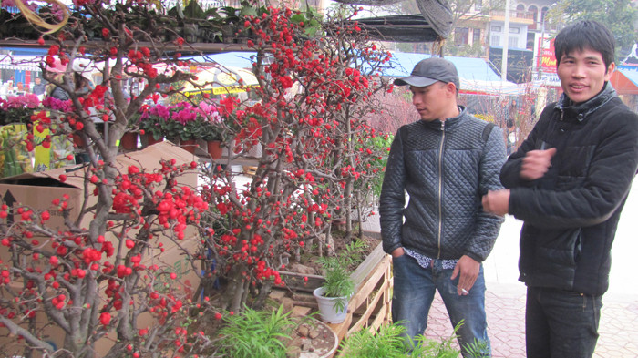 Hoa đào thu hút người mua. Ảnh: Duy Chiến