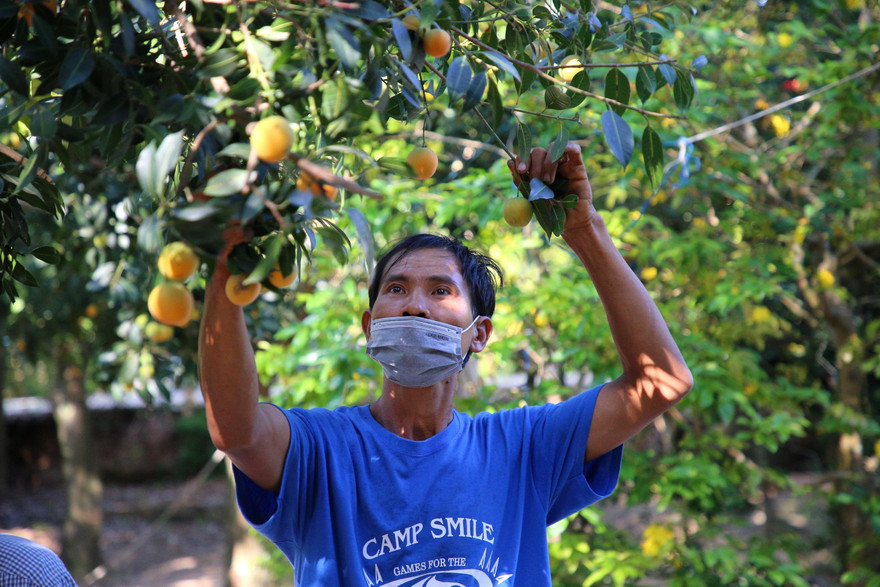 ‘Đã mắt’ với vườn thanh trà trĩu quả ở miền Tây 