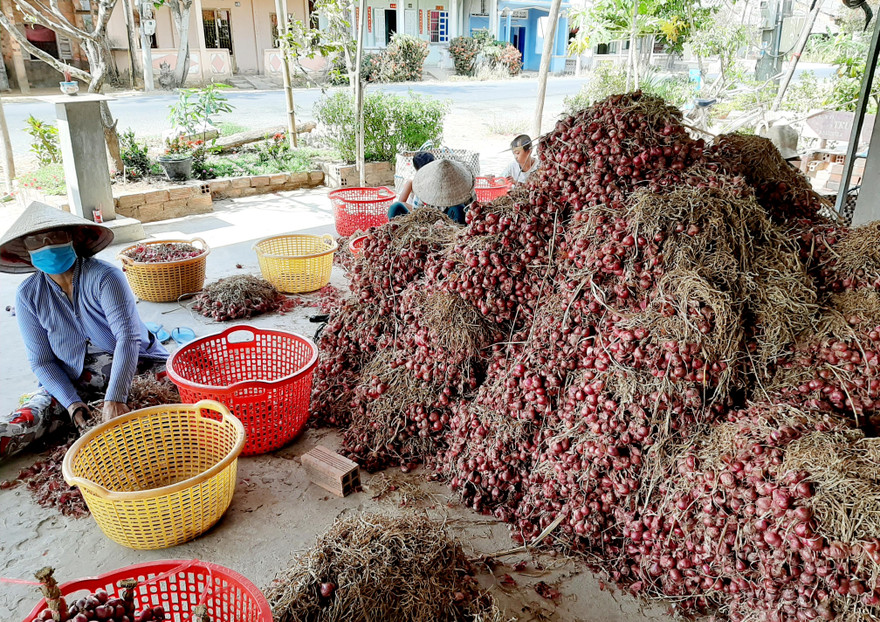 Hành tím Vĩnh Châu hiện đang tồn hơn 51.000 tấn chưa thể tiêu thụ được.