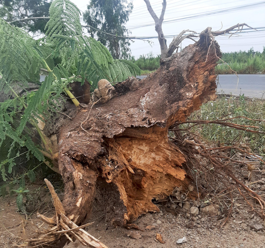 Theo quan sát của PV, gốc cây phượng này bị hư hỏng, mục gần hết dù cành lá vẫn xanh tươi.