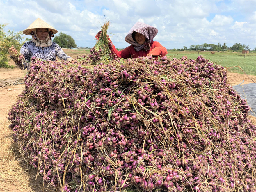 Nỗi lo của nhà nông bên hành tím.