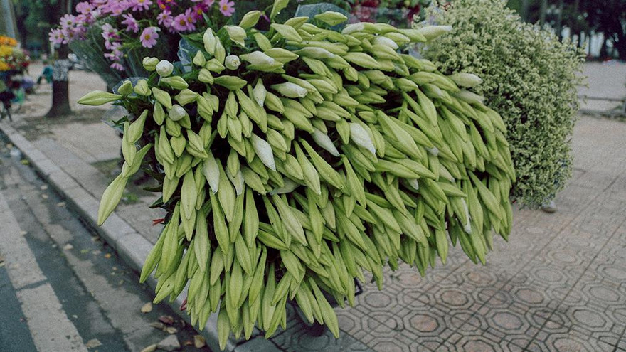 Hà Nội đắm mình trong sắc trắng của hoa loa kèn 