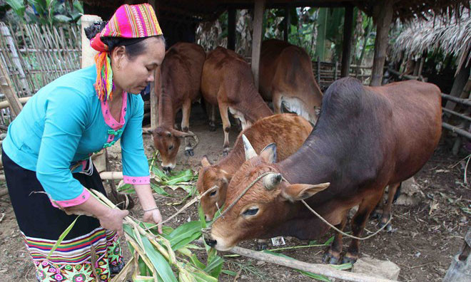 Cần phân tích rõ nguyên nhân nghèo để hỗ trợ giảm nghèo hiệu quả. Ảnh minh họa: TTXVN 