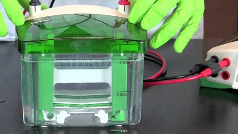 Thiết bị y tế do Bio-Rad chế tạo và phân phối. 