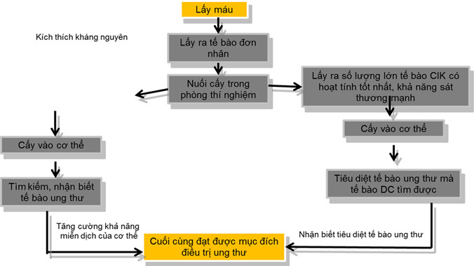 Quy trình điều trị miễn dịch tế bào