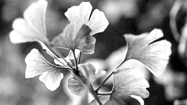 Bạch quả là vị thuốc quý được người Hoa sử dụng trong các món ăn có lợi cho sức khỏe