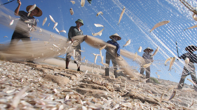 Thủ tướng yêu cầu Bộ NN&PTNT nghiên cứu chính sách hỗ trợ bảo hiểm cho tất cả lao động đi biển. Ảnh: HỒNG VĨNH