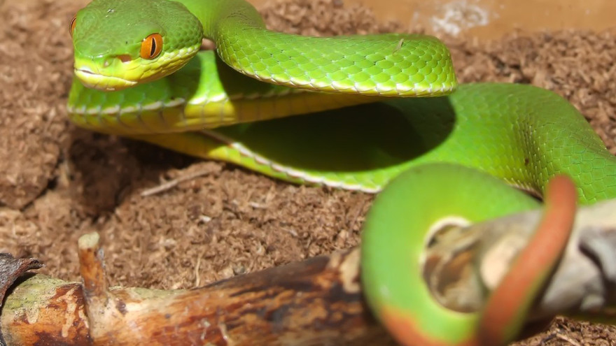  Viện Vắc xin và Sinh phẩm y tế - Số 9 Pasteur Nha Trang (IVAC) đã sản xuất được huyết thanh kháng độc nọc rắn lục đuôi đỏ. 