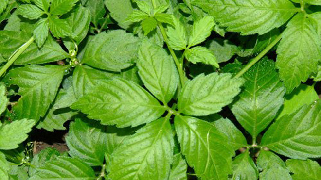 Cây Giảo Cổ Lam