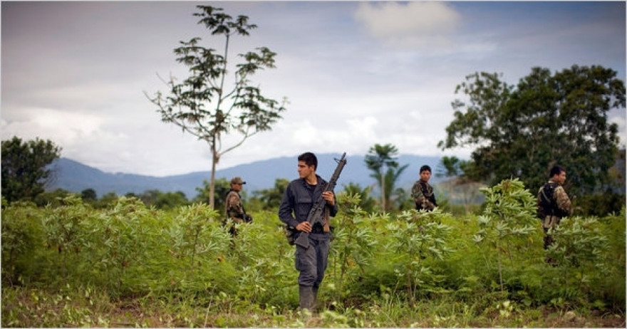 Cảnh sát Peru tuần tra trên cánh đồng coca. (Nguồn: Insight Crime)