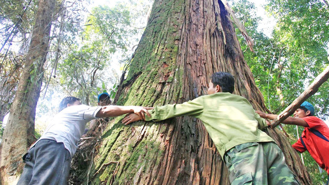 Một gốc Pơ mu cổ thụ