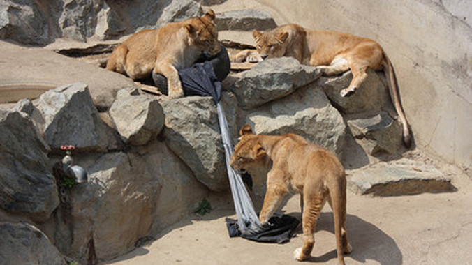 Hổ và sư tử… tạo mốt