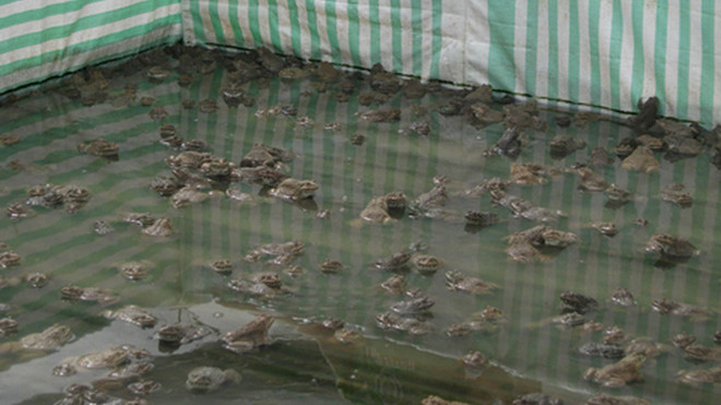 Ếch nuôi trong bể lót ni lông. ẢNH: NGỌC HUYỀN