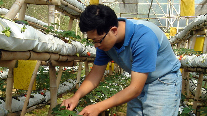 Nguyễn Lâm Thanh chăm sóc vườn dâu thủy canh