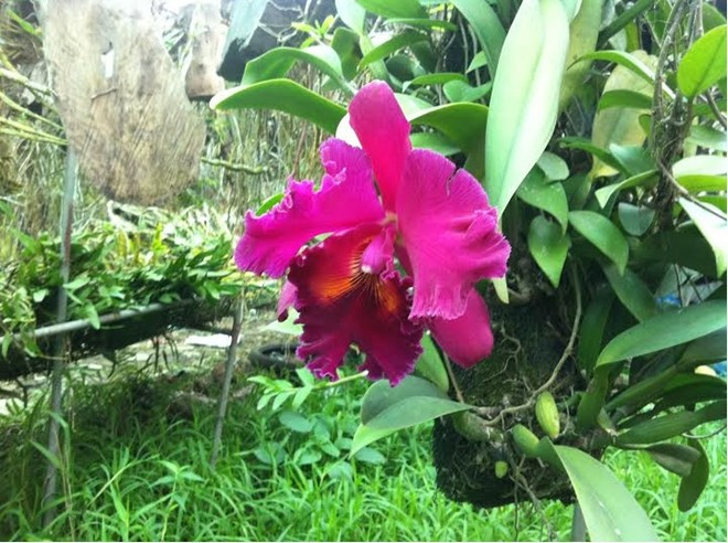  Giò lan Cattleya được mua về cách đây 15 năm với giá 1.000 USD, Tết này mới nở hoa lần đầu tiên. Ảnh: Diệp Sa.