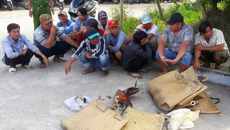 Những người tổ chức đá gà ăn tiền