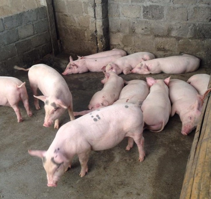 Ảnh minh hoạ: Internet