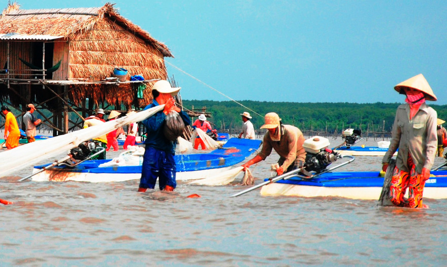 Cào nghêu giống trái phép ở bãi bồi Mũi Cà Mau