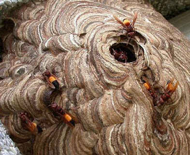 Phát cỏ mướn, bị ong vò vẽ đốt tử vong