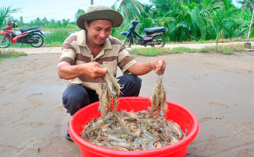 Nguy cơ thiếu hụt nguyên liệu tôm trầm trọng các tháng cuối năm