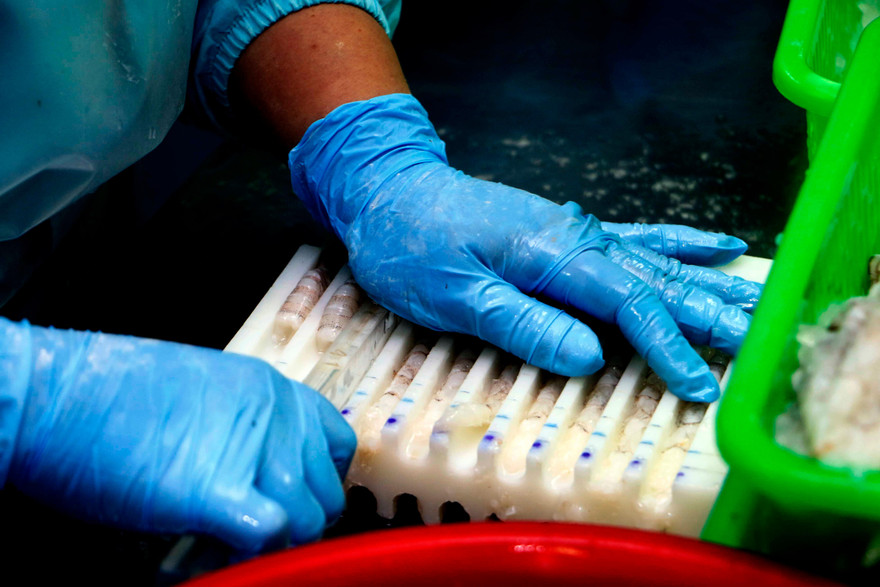 Chế biến tôm xuất khẩu ở Đồng bằng sông Cửu Long. Ảnh: CK