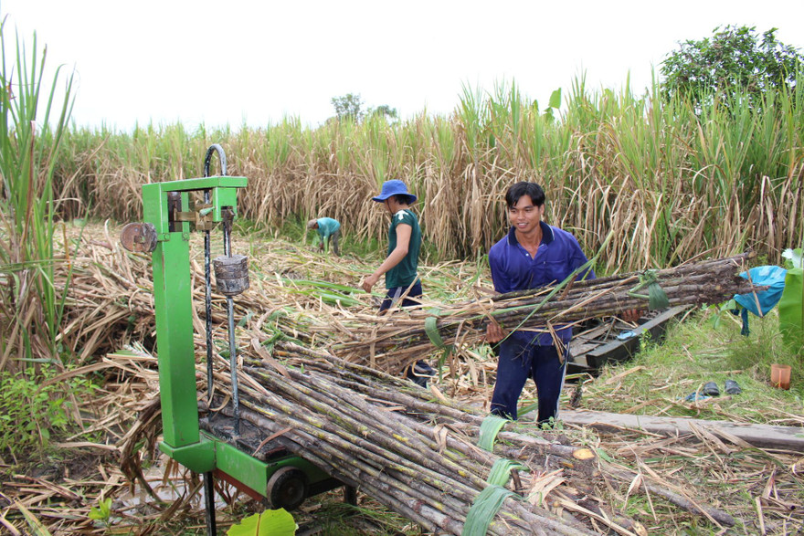 Thu hoạch mía ở Hậu Giang. Ảnh: Cảnh Kỳ