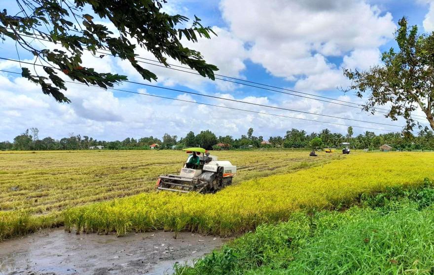 Thu hoạch lúa ở Hậu Giang. Ảnh: CK