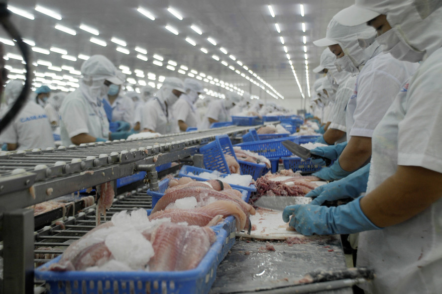 Chế biến thủy sản xuất khẩu ở ĐBSCL. Ảnh: Cảnh Kỳ