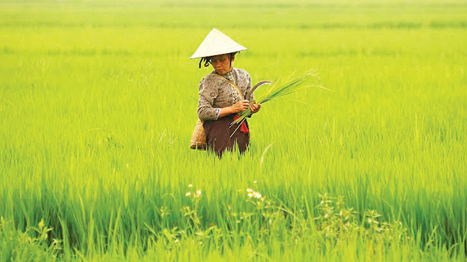 Nông dân trên cánh đồng Mường Thanh. Ảnh: như ý