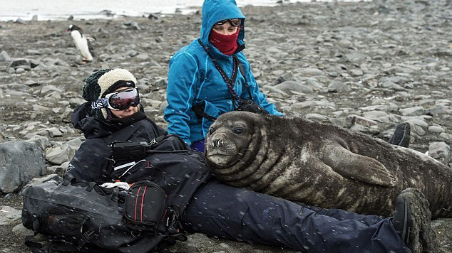  Chú hải cẩu voi nằm trên người Lea. (Nguồn: DM) 