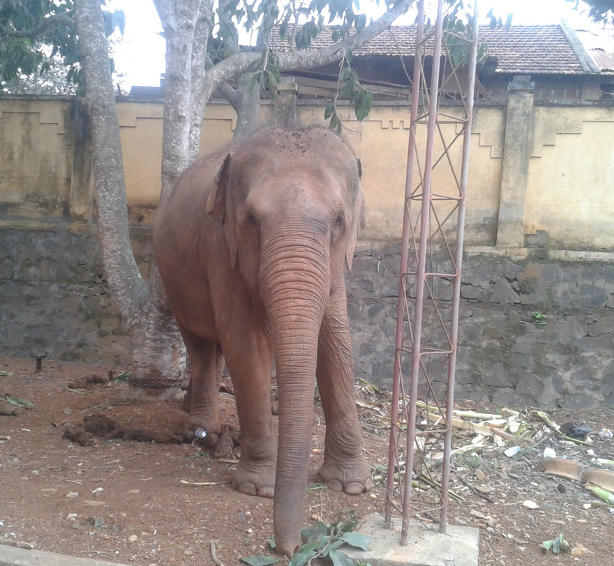 Con voi gây ra tai nạn