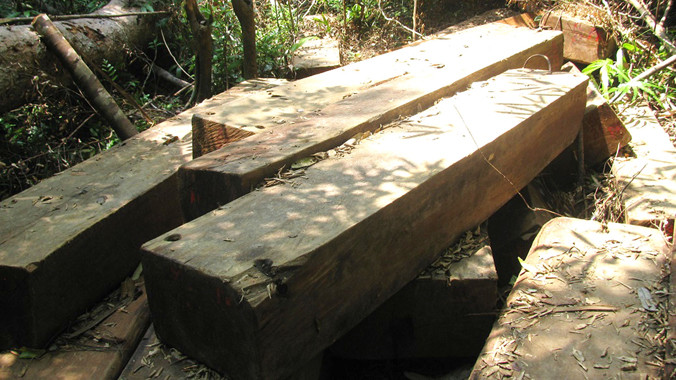 Gỗ lậu được phát hiện trong rừng đặc dụng Bà Nà - Núi Chúa