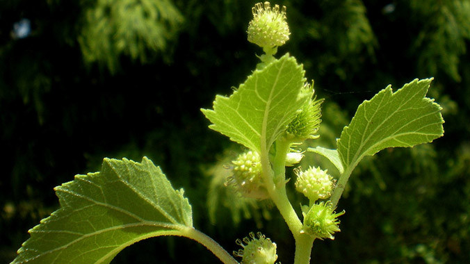 Thương Nhĩ Tử- dược liệu nên dùng cho mũi khi thay đổi thời tiết