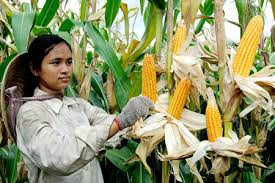 Phát triển cây ngô ở ĐBSCL