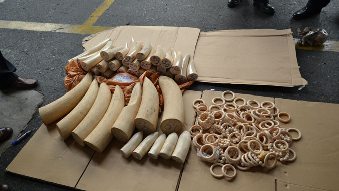 Ngà voi và lô sản phẩm làm từ ngà voi vừa bị phát hiện. Ảnh cơ quan hải quan cung cấp 