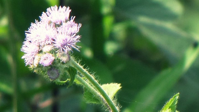 Hoa Ngũ Sắc - một trong những thảo dược chữa viêm xoang hiệu quả