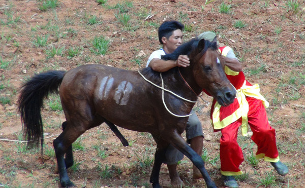 Hùng dũng ra sới đấu. Ảnh : L.A